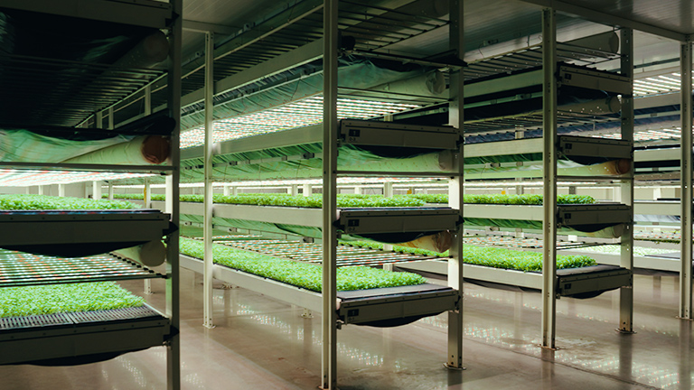 Leading a Second Green Revolution in Saudi Arabia picture