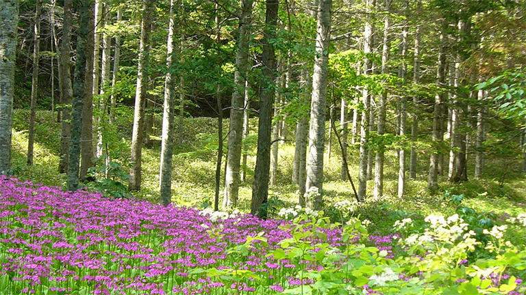 Ishii Forest