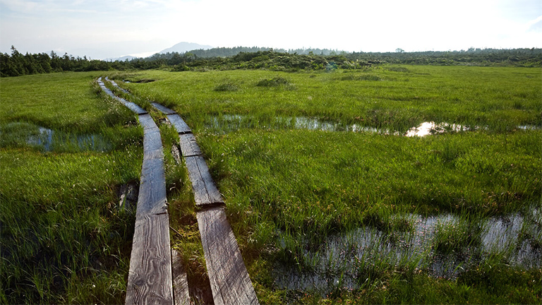 Tashiro Forest